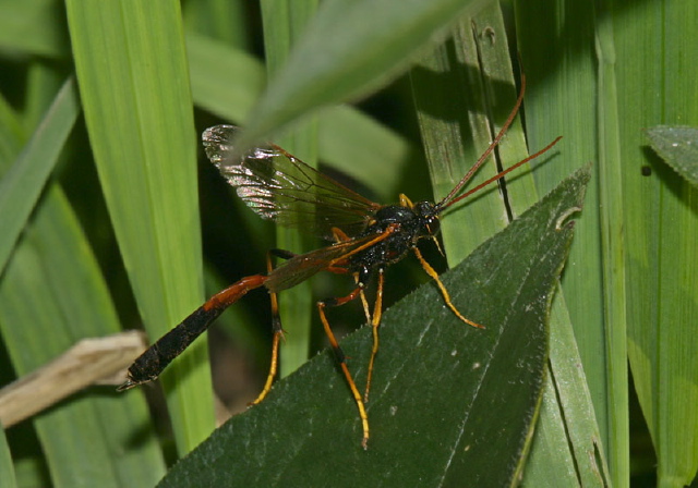 Banchus sp.? Ichneumonidae